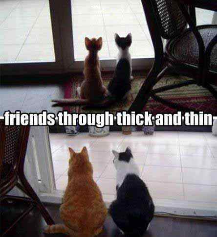 Feline friendship