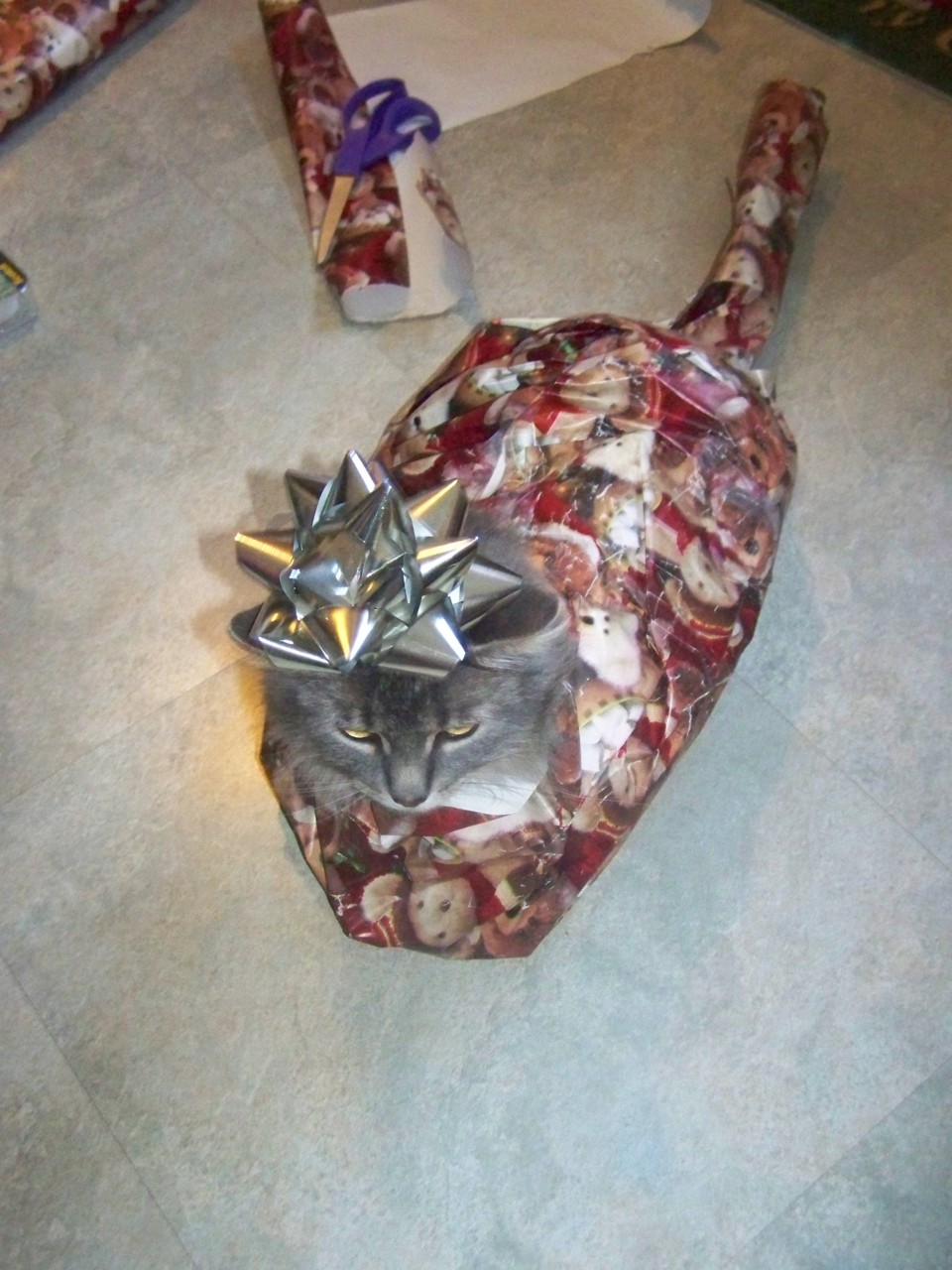 Gift Cat doesn't give a fuck